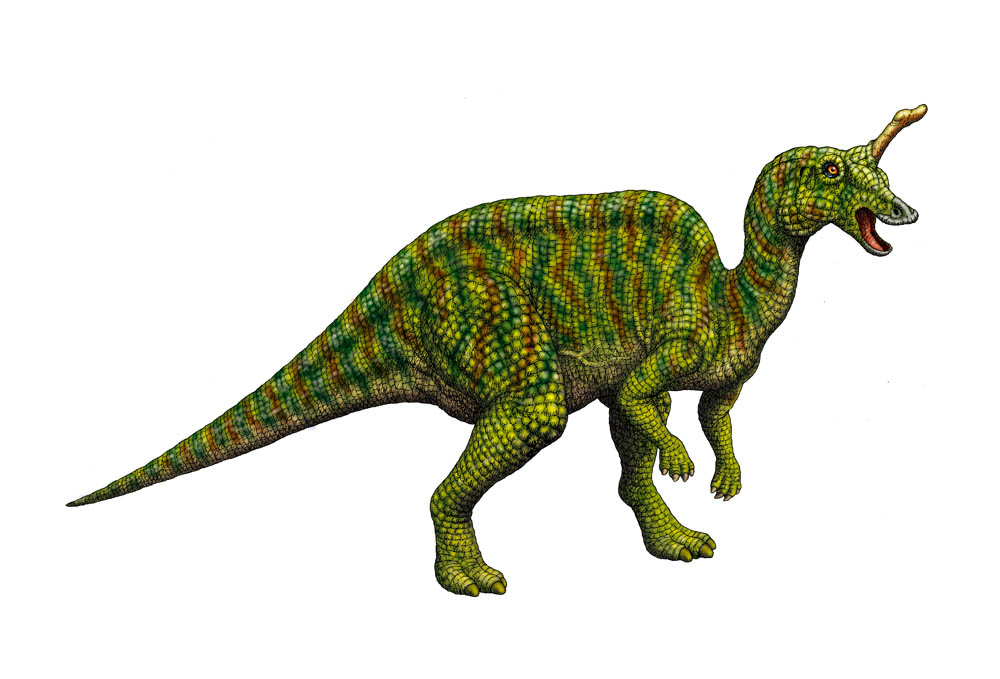 Tsintaosaurus